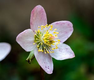 Preview wallpaper christrose, flowers, petals, pink