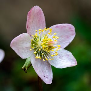 Preview wallpaper christrose, flowers, petals, pink