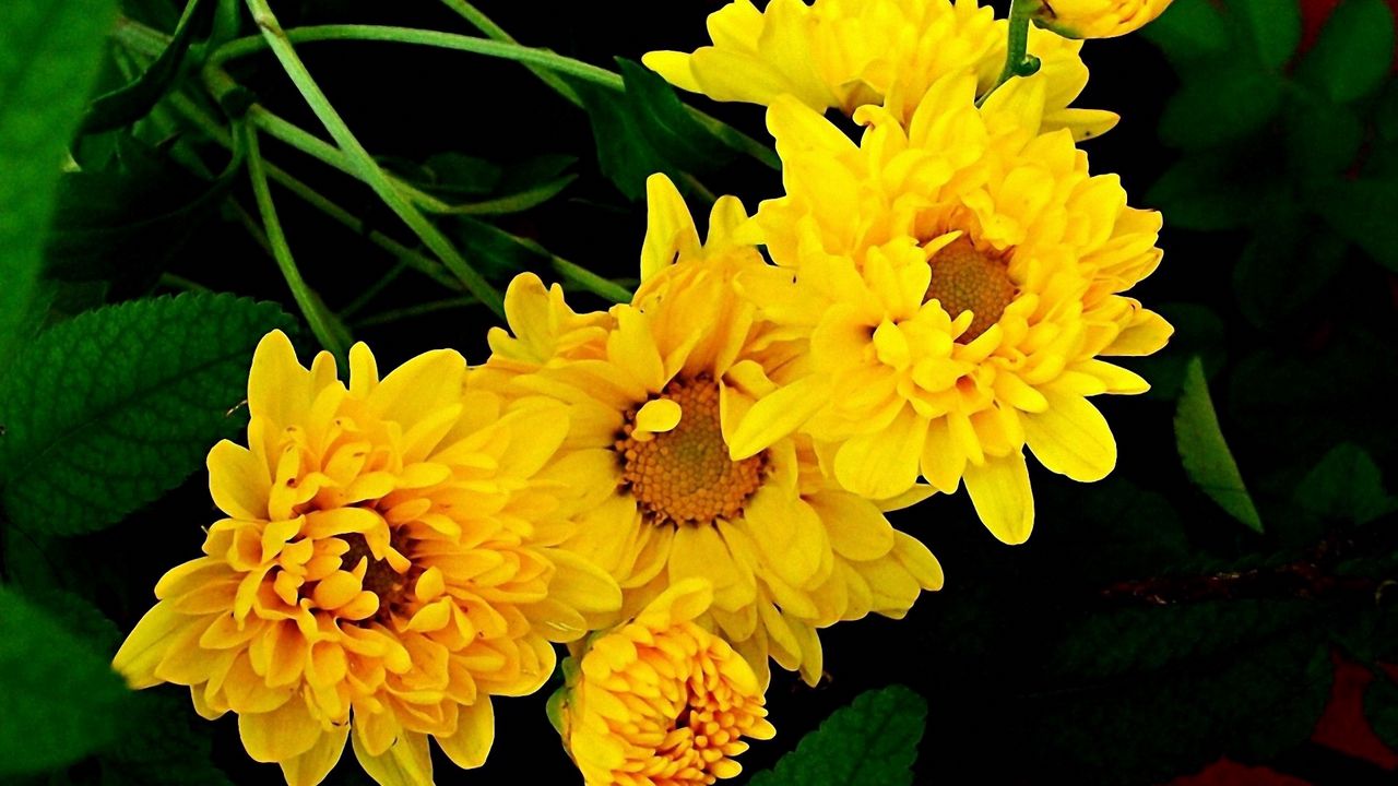Wallpaper chrysanthemum, bouquet, yellow, green