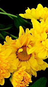 Preview wallpaper chrysanthemum, bouquet, yellow, green