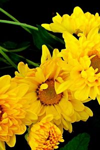 Preview wallpaper chrysanthemum, bouquet, yellow, green