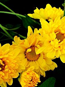 Preview wallpaper chrysanthemum, bouquet, yellow, green