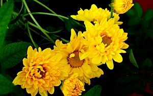 Preview wallpaper chrysanthemum, bouquet, yellow, green