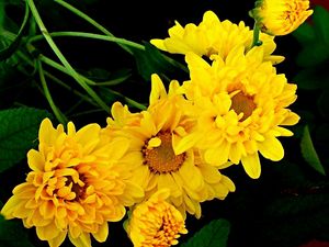 Preview wallpaper chrysanthemum, bouquet, yellow, green