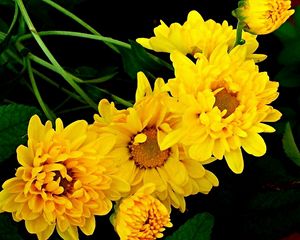 Preview wallpaper chrysanthemum, bouquet, yellow, green