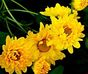 Preview wallpaper chrysanthemum, bouquet, yellow, green