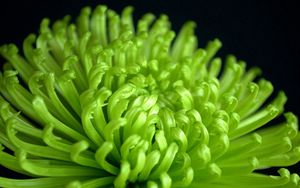 Preview wallpaper chrysanthemum, buds, flowers, petals