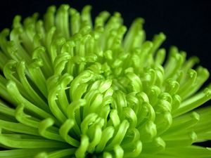 Preview wallpaper chrysanthemum, buds, flowers, petals