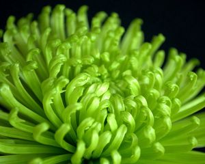 Preview wallpaper chrysanthemum, buds, flowers, petals