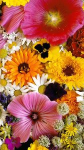 Preview wallpaper chrysanthemum, daisy, velvet, mallow, flowers, composition, close-up