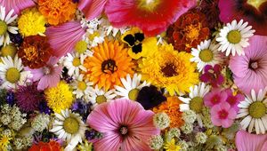 Preview wallpaper chrysanthemum, daisy, velvet, mallow, flowers, composition, close-up