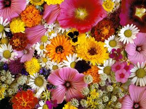 Preview wallpaper chrysanthemum, daisy, velvet, mallow, flowers, composition, close-up