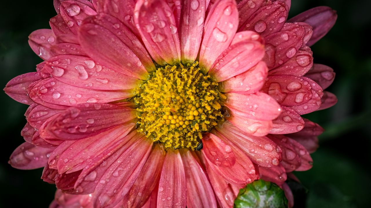 Wallpaper chrysanthemum, drops, flower, macro, petals, pink