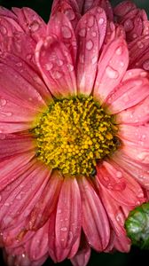 Preview wallpaper chrysanthemum, drops, flower, macro, petals, pink
