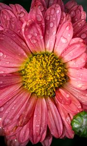 Preview wallpaper chrysanthemum, drops, flower, macro, petals, pink