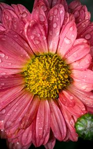 Preview wallpaper chrysanthemum, drops, flower, macro, petals, pink