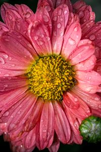 Preview wallpaper chrysanthemum, drops, flower, macro, petals, pink