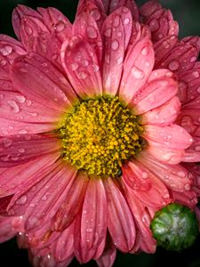 Preview wallpaper chrysanthemum, drops, flower, macro, petals, pink