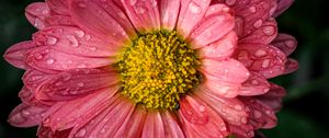 Preview wallpaper chrysanthemum, drops, flower, macro, petals, pink