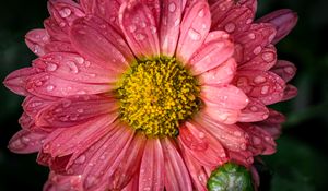 Preview wallpaper chrysanthemum, drops, flower, macro, petals, pink