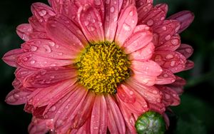 Preview wallpaper chrysanthemum, drops, flower, macro, petals, pink