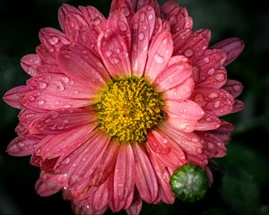 Preview wallpaper chrysanthemum, drops, flower, macro, petals, pink