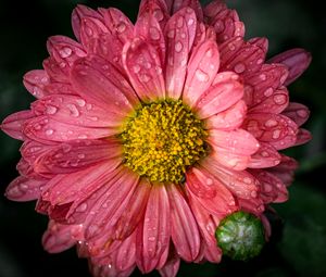 Preview wallpaper chrysanthemum, drops, flower, macro, petals, pink