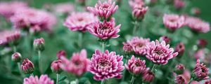 Preview wallpaper chrysanthemum, flower, bloom, purple