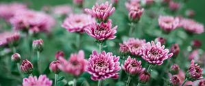 Preview wallpaper chrysanthemum, flower, bloom, purple