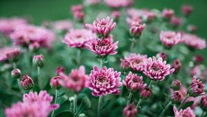 Preview wallpaper chrysanthemum, flower, bloom, purple