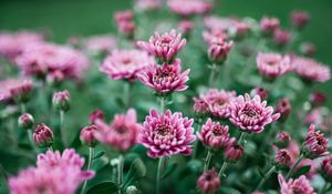 Preview wallpaper chrysanthemum, flower, bloom, purple