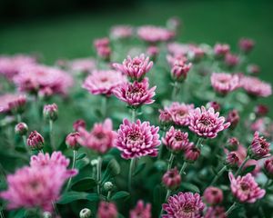 Preview wallpaper chrysanthemum, flower, bloom, purple