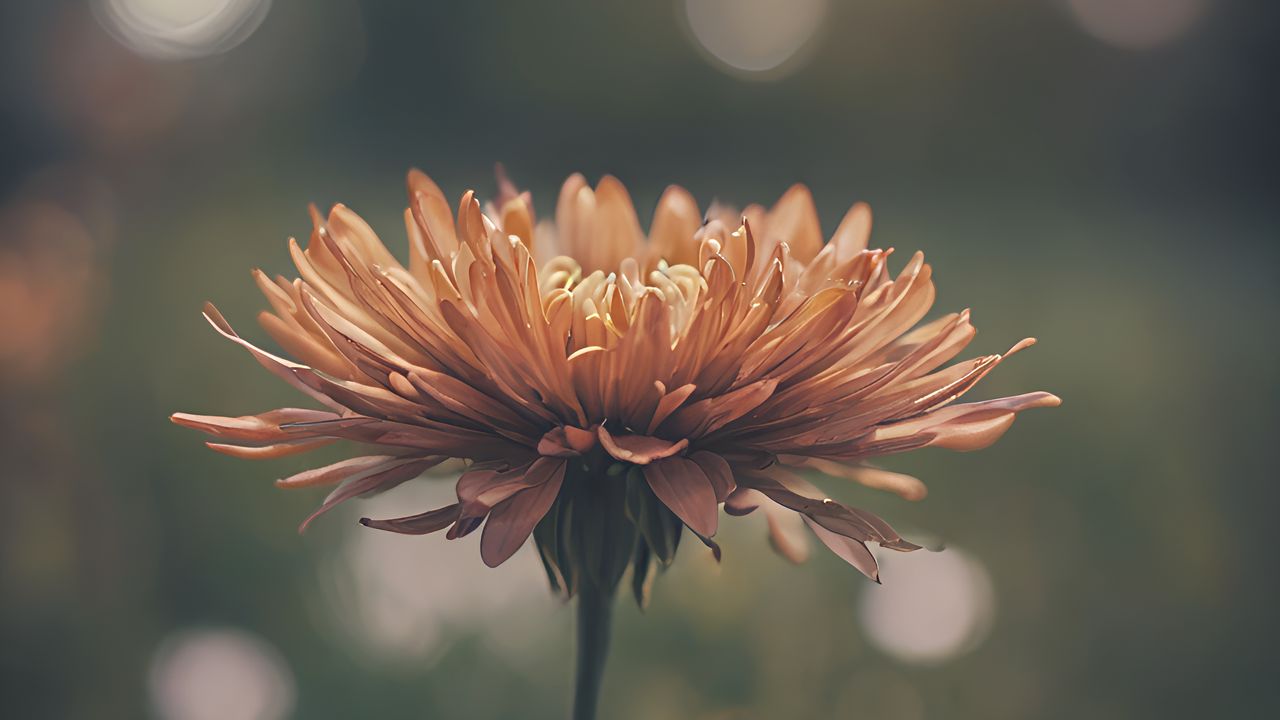 Wallpaper chrysanthemum, flower, blur, orange, petals