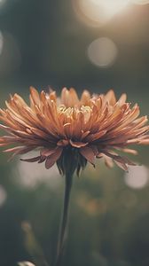 Preview wallpaper chrysanthemum, flower, blur, orange, petals