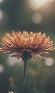 Preview wallpaper chrysanthemum, flower, blur, orange, petals