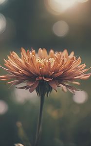 Preview wallpaper chrysanthemum, flower, blur, orange, petals