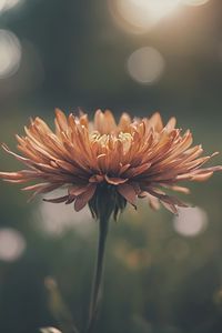 Preview wallpaper chrysanthemum, flower, blur, orange, petals