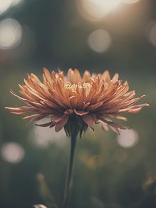 Preview wallpaper chrysanthemum, flower, blur, orange, petals