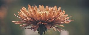 Preview wallpaper chrysanthemum, flower, blur, orange, petals