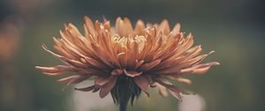 Preview wallpaper chrysanthemum, flower, blur, orange, petals