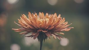 Preview wallpaper chrysanthemum, flower, blur, orange, petals