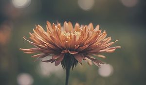 Preview wallpaper chrysanthemum, flower, blur, orange, petals