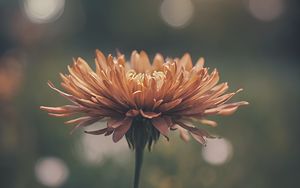 Preview wallpaper chrysanthemum, flower, blur, orange, petals