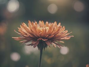 Preview wallpaper chrysanthemum, flower, blur, orange, petals