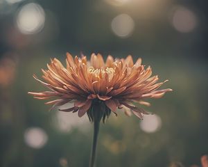 Preview wallpaper chrysanthemum, flower, blur, orange, petals