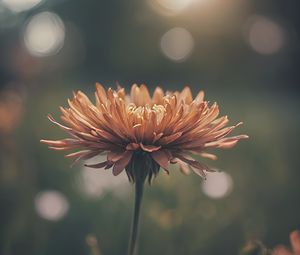 Preview wallpaper chrysanthemum, flower, blur, orange, petals