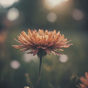 Preview wallpaper chrysanthemum, flower, blur, orange, petals