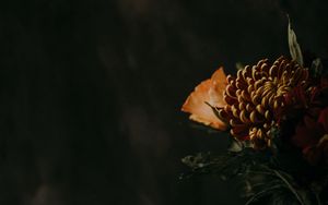 Preview wallpaper chrysanthemum, flower, brown, dark