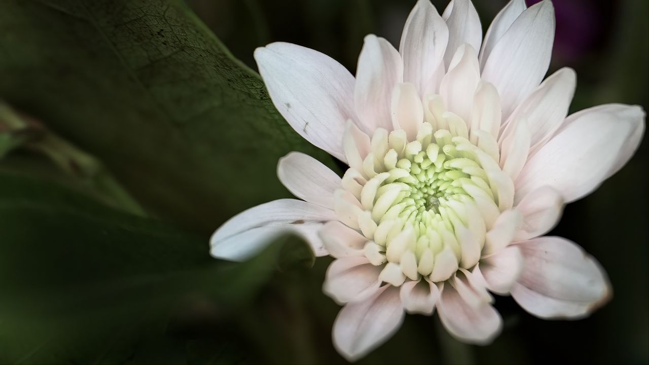 Wallpaper chrysanthemum, flower, macro, petals, white