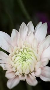 Preview wallpaper chrysanthemum, flower, macro, petals, white